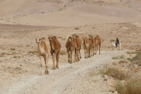 טיולי שטח עם אתר שטח. מסלול טיול מראש הר עמשא, דרך ערד לעין בוקק ולבתי המלון שלחוף ים המלח. הרים, יער, מדבר ומפגש דרמטי עם ים אחרי מעלה יאיר. צילום: פז בר