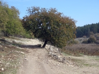 טיול אופניים בחסות יונדאי. לנופים הקסומים והסינגל המושקע של אלון הגליל. צילום: רוני נאק