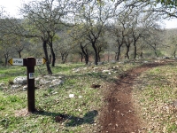 טיול אופניים בחסות יונדאי. לנופים הקסומים והסינגל המושקע של אלון הגליל. צילום: רוני נאק