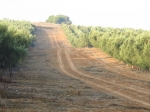 טיול שטח משדה משה לאמציה דרך מערות מסתור, שדות פתוחים, כרמי זיתים והמון היסטוריה. צילום: רוני נאק