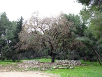 טיול אופניים סינגל בית קשת. סינגל משולב שבילים הנושק לקשת הגדולה של הר תבור. רכיבת אופניים מאתגרת בנוף ייחודי של אלונים ויער קק\"ל נטוע לצד אתרים ארכיאולוגיים מעניינים. צילום: רוני נאק