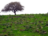 טיול אופניים סינגל בית קשת. סינגל משולב שבילים הנושק לקשת הגדולה של הר תבור. רכיבת אופניים מאתגרת בנוף ייחודי של אלונים ויער קק\"ל נטוע לצד אתרים ארכיאולוגיים מעניינים. צילום: רוני נאק