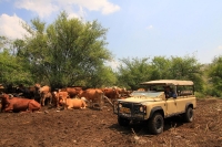 מבחן רכב לנד רובר דיפנדר 110. פרות הבשן בנחל תבור - מווושלם. נראה כמו גלויה מאפריקה. צילום: רמי גלבוע