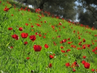 נחל דישון נסגר בחלקו. מה-15 למרץ 2013 אפשר יהיה לנהוג רק את חלקו המזרחי של הנחל. הדישון הגבוה יותר יישאר נחלת השובלים ורוכבי האופניים. במקביל תעצר שאיבת המים ממקורותיו. צילומים: רמי גלבוע ו-דודי מוסקוביץ