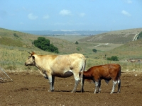 טיול שטח עם יונדאי סנטה פה. מגלעד ליוגב, חמדות רמת מנשה, דרך משמר העמק, הקישון שדות עמק יזרעאל ליוגב. צילום: רוני נאק