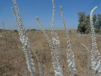 טיול שטח מתל מקנה, ליער חרובית, תל צפית, מערות לוזית, מצפה משואה וחרבת מדרס. השקשוקה על הדרך וכל זה על יונדאי IX35. צילום: פז בר