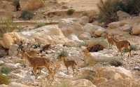 מסע ניסאן פטרול וחברים אל הר הנגב. יעלים בהרים וסטייקים על האש. קוביות בצמיגים ולא בבטן - ניסן פטרול וחברים יוצאים למרעה דרומי. צילום: רמי גלבוע