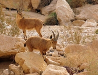 מסע ניסאן פטרול וחברים אל הר הנגב. יעלים בהרים וסטייקים על האש. קוביות בצמיגים ולא בבטן - ניסן פטרול וחברים יוצאים למרעה דרומי. צילום: רמי גלבוע