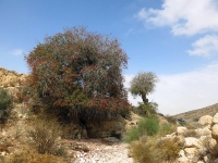 Patrols Nov2013 3טיול מועדון ניסאן פטרול וחברים. מהחולות, להר חמרן, משפתי המכתש למעלה רמון. מנעילה לנעילה כוחנו עולה. צילום: רמי גלבוע