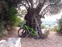 סינגל ריש לקיש. 23 קילומטרים של רכיבת אופניים מענגת בין חורש טבעי, יערות אורנים, היסטוריה ואפילו עצי חרוב עמוסי פרי. צילום: רוני נאק