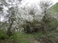 סינגל ביריה למנהלים. מסלול טיול לאופניים ביער ביריה. סינגל חדש יחסית ומטופח מאד בין קברי צדיקים לחדר של הבית בגליל. צילום: פז בר