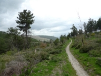 סינגל ביריה למנהלים. מסלול טיול לאופניים ביער ביריה. סינגל חדש יחסית ומטופח מאד בין קברי צדיקים לחדר של הבית בגליל. צילום: פז בר