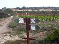 טיול אופניים לסינגלים של אהוד. בין עמיקם להר חורשן, שבילי 4X4 סינגלים מוצלים ומים שקופים. צילום: רוני נאק
