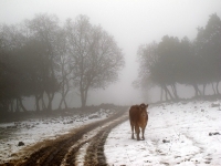 4X4 בשלג. ממוווו שלם! פרות הבשן מחכות לג\'יפאים מהמרכז - הפעם לא על הצלחת של מיטשוס! צילום: רמי גלבוע