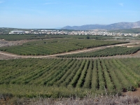 טיול אופני הרים בין יקבי רמת הגולן. מיער אודם עד לקצרין - מבט צפונה לחרמון בוקעתה ומטעי התפוחים - על הדרך מזרחה להר חרמונית. צילום: פז בר