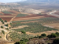 מסלול טיול בעקבות עצי הזית הקדומים של הצפון. מציפורי דרך בקעת בית נטופה לאבטליון. צילום: רוני נאק