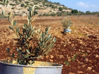 מסלול טיול בעקבות עצי הזית הקדומים של הצפון. מציפורי דרך בקעת בית נטופה לאבטליון. צילום: רוני נאק