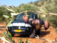 מסלול טיול בעקבות עצי הזית הקדומים של הצפון. מציפורי דרך בקעת בית נטופה לאבטליון. צילום: רוני נאק