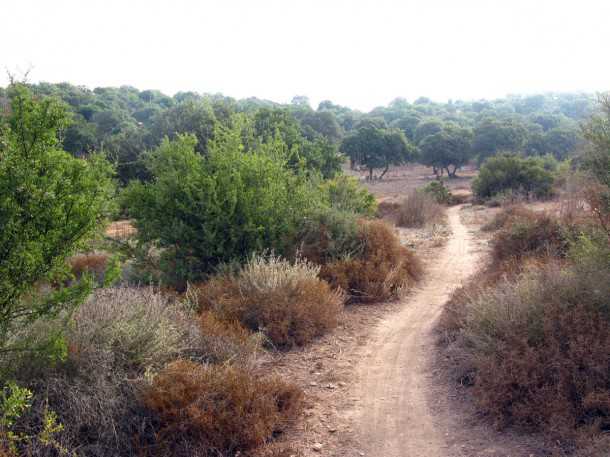 טיול אופניים סינגל ריש לקיש. סינגל זורם מלא ריחות של צמחי בר ובקר הרועה בשטח... צילום: רוני נאק