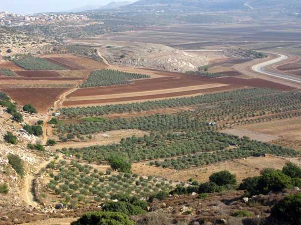 מסלול שטח, טיול מעצי הזית העתיקים בישראל לרוח של אבטליון.השביל יורד מעין נטופה לבקעה ולתל (ממש בעיקול המוביל הארצי) שהיה ישוב יהודי בימי בית שני. צילום: רוני נאק