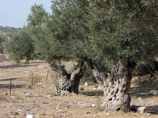 מסלול שטח, טיול מעצי הזית העתיקים בישראל לרוח של אבטליון. העצים האלו ראו את הרומאים צועדים מולם. צילום: רוני נאק