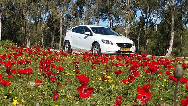 פריחה אדומה. וולוו V40 ברגע של התחרדנות בנגב המערבי. צילום: רוני נאק