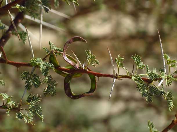 הרפתקה מדברית עם פולקסווגן אמארוק. זו הסיבה שלא תרצה לחנות או לעבור מתחת לעץ שיטה. קוצים ארוכים, קשים מאד וחדים מאד. חוצמזה בתקופה הפריחה (קיץ אצלנו) הם מלאים בחרקים שמגיעים לסעודה.  צילום : רוני נאק