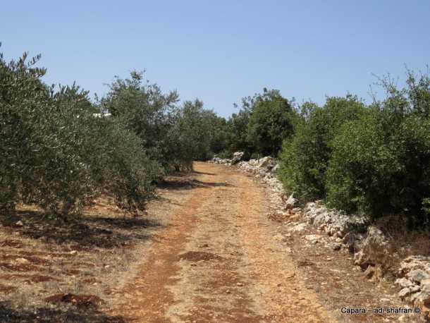 מגלים את בוסתן אברהם עם סוזוקי ג'ימני. צילום: עדי שפרן כפרה