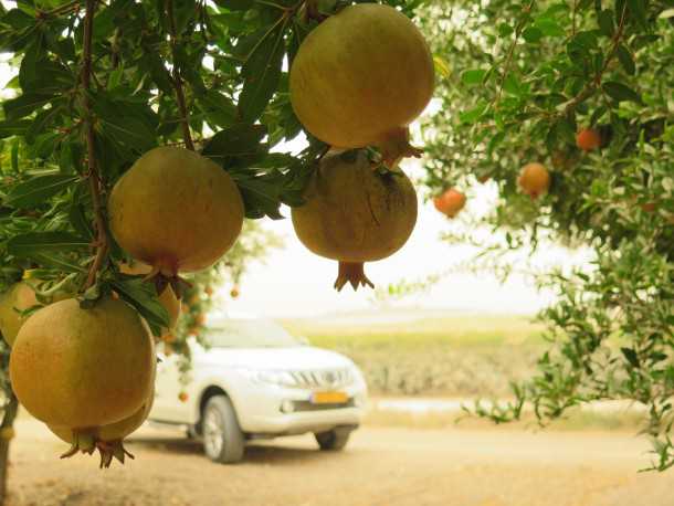 למעיינות ברמות מנשה עם מיצובישי טריטון. צילום: רוני נאק