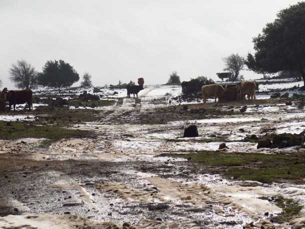 עם טויוטה היילקס לשלג של רמת הגולן. אווירה שרובנו כלל לא מכירים - חורף בצפון רמת הגולן. צילום: רוני נאק